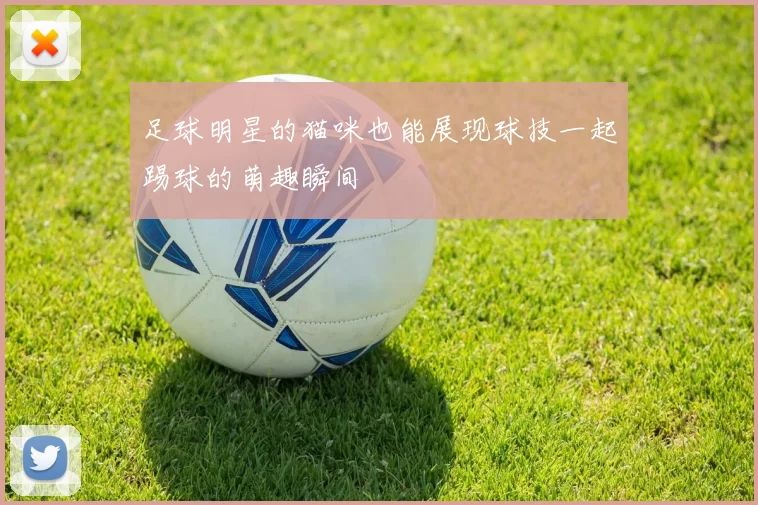 足球明星的猫咪也能展现球技一起踢球的萌趣瞬间